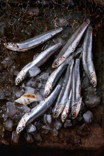 Italian Smelts recipe